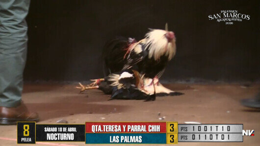 17 de agosto: Derby de 20 equipos, 5 gallos, $50,000, Parte1