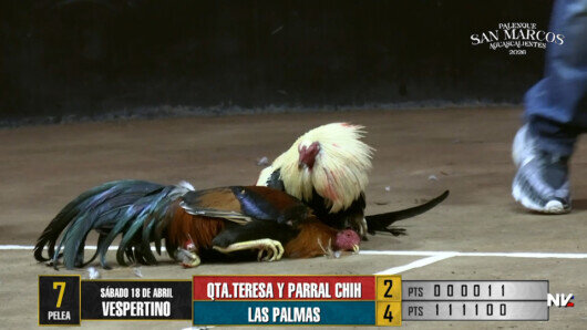 17 de agosto: Derby de 20 equipos, 5 gallos, $50,000, Parte1