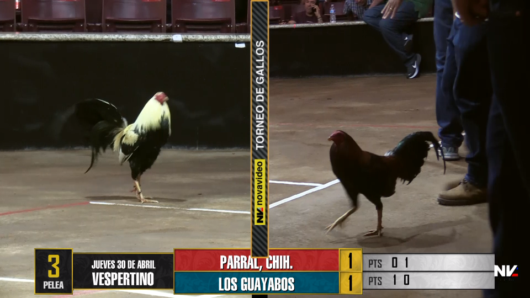 17 de agosto: Derby de 20 equipos, 5 gallos, $50,000, Parte1