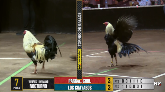 17 de agosto: Derby de 20 equipos, 5 gallos, $50,000, Parte1