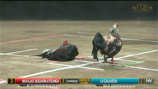 17 de agosto: Derby de 20 equipos, 5 gallos, $50,000, Parte1