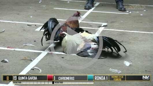 17 de agosto: Derby de 20 equipos, 5 gallos, $50,000, Parte1