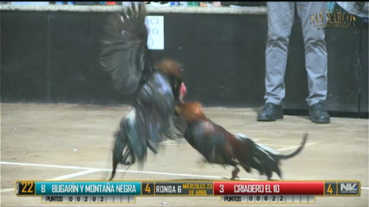 17 de agosto: Derby de 20 equipos, 5 gallos, $50,000, Parte1