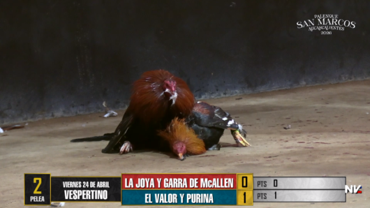 17 de agosto: Derby de 20 equipos, 5 gallos, $50,000, Parte1