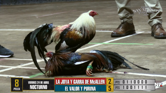 17 de agosto: Derby de 20 equipos, 5 gallos, $50,000, Parte1