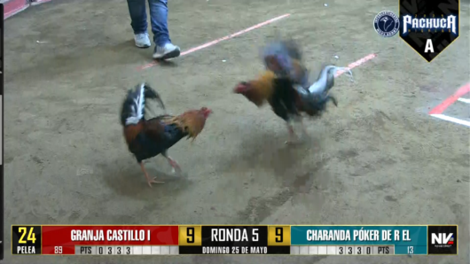 17 de agosto: Derby de 20 equipos, 5 gallos, $50,000, Parte1