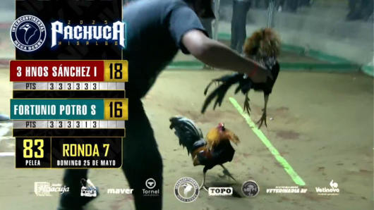 17 de agosto: Derby de 20 equipos, 5 gallos, $50,000, Parte1
