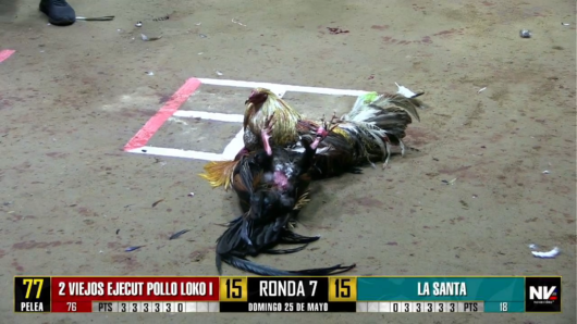 17 de agosto: Derby de 20 equipos, 5 gallos, $50,000, Parte1