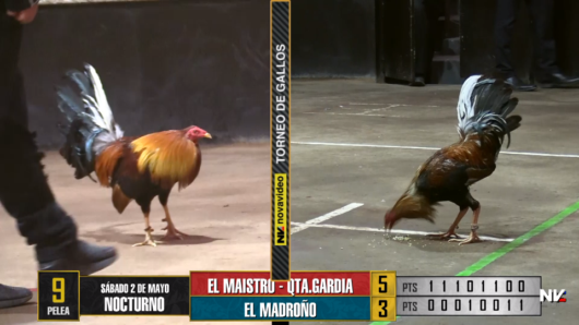 17 de agosto: Derby de 20 equipos, 5 gallos, $50,000, Parte1