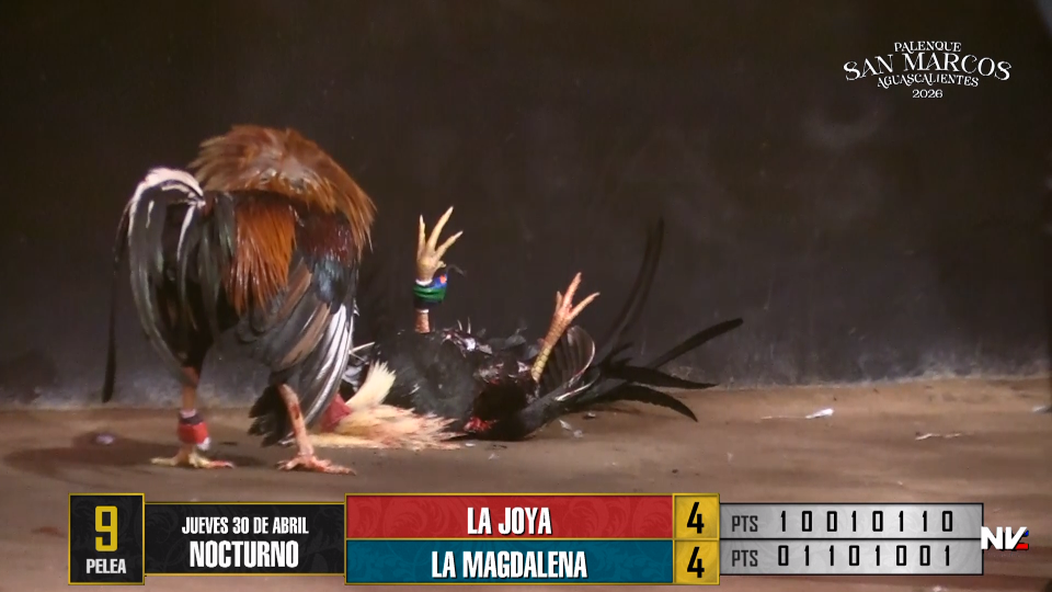17 de agosto: Derby de 20 equipos, 5 gallos, $50,000, Parte1