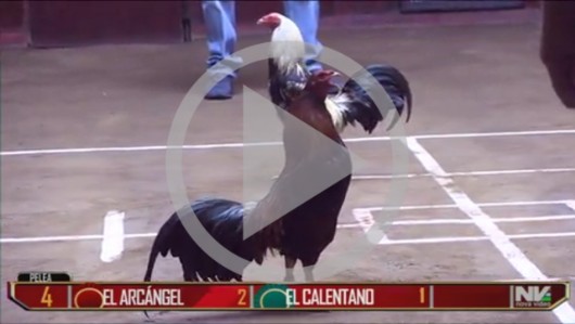 EL CALENTANO vs EL ARCÁNGEL