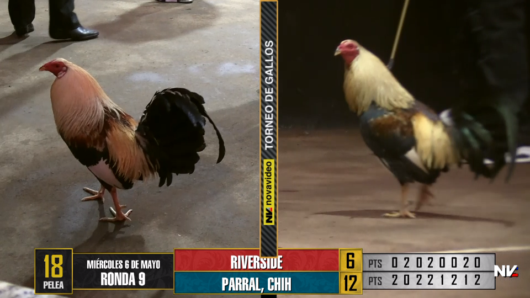 17 de agosto: Derby de 20 equipos, 5 gallos, $50,000, Parte1