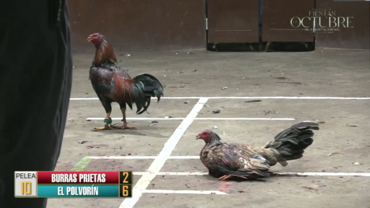 17 de agosto: Derby de 20 equipos, 5 gallos, $50,000, Parte1
