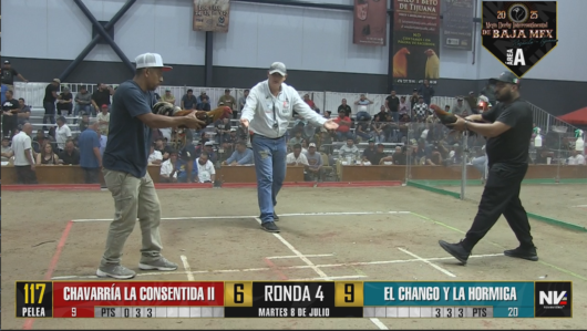 17 de agosto: Derby de 20 equipos, 5 gallos, $50,000, Parte1