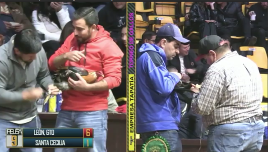 17 de agosto: Derby de 20 equipos, 5 gallos, $50,000, Parte1