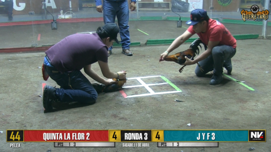 17 de agosto: Derby de 20 equipos, 5 gallos, $50,000, Parte1