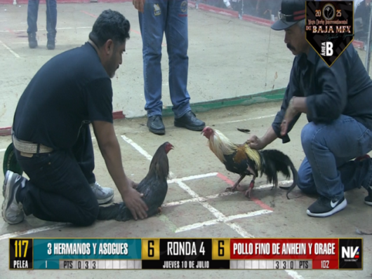 17 de agosto: Derby de 20 equipos, 5 gallos, $50,000, Parte1