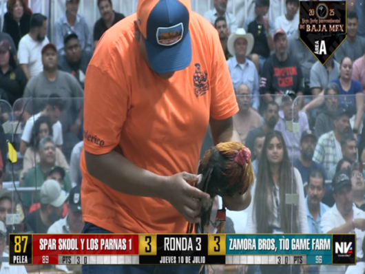 17 de agosto: Derby de 20 equipos, 5 gallos, $50,000, Parte1