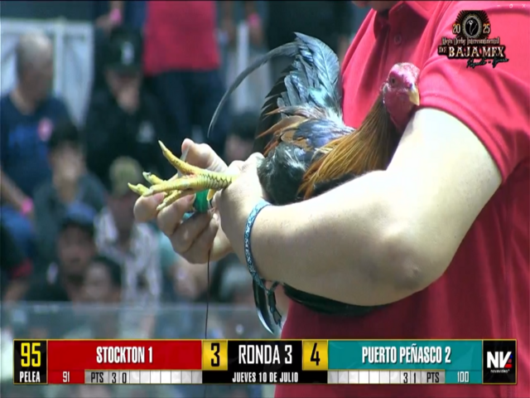 17 de agosto: Derby de 20 equipos, 5 gallos, $50,000, Parte1