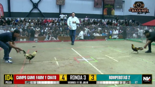 17 de agosto: Derby de 20 equipos, 5 gallos, $50,000, Parte1