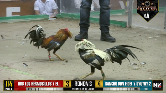 17 de agosto: Derby de 20 equipos, 5 gallos, $50,000, Parte1