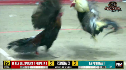 17 de agosto: Derby de 20 equipos, 5 gallos, $50,000, Parte1