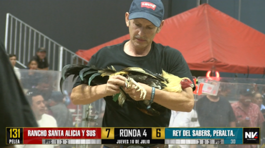 17 de agosto: Derby de 20 equipos, 5 gallos, $50,000, Parte1