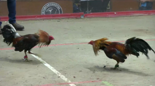 17 de agosto: Derby de 20 equipos, 5 gallos, $50,000, Parte1