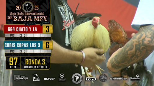 17 de agosto: Derby de 20 equipos, 5 gallos, $50,000, Parte1