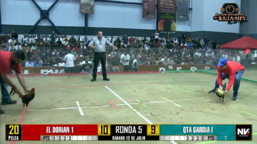 17 de agosto: Derby de 20 equipos, 5 gallos, $50,000, Parte1