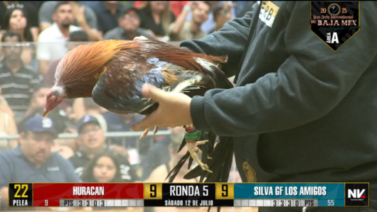 17 de agosto: Derby de 20 equipos, 5 gallos, $50,000, Parte1