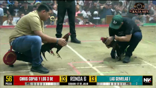 17 de agosto: Derby de 20 equipos, 5 gallos, $50,000, Parte1