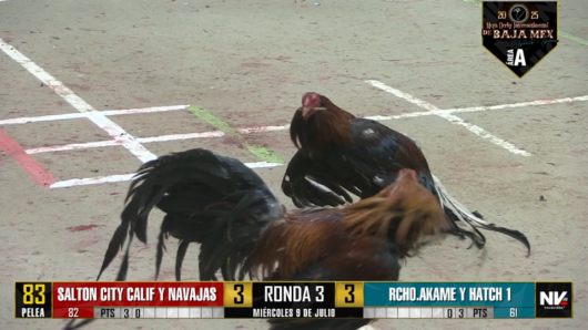 17 de agosto: Derby de 20 equipos, 5 gallos, $50,000, Parte1