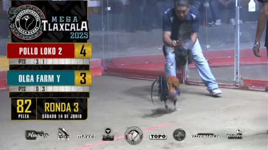 17 de agosto: Derby de 20 equipos, 5 gallos, $50,000, Parte1