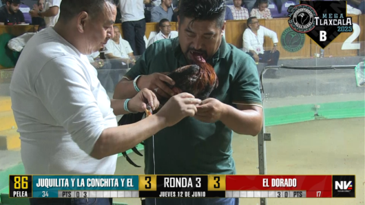 17 de agosto: Derby de 20 equipos, 5 gallos, $50,000, Parte1