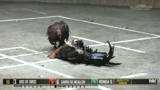 17 de agosto: Derby de 20 equipos, 5 gallos, $50,000, Parte1