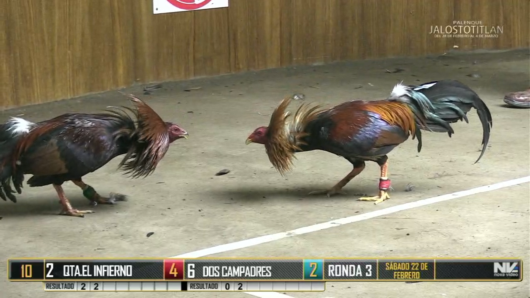 17 de agosto: Derby de 20 equipos, 5 gallos, $50,000, Parte1