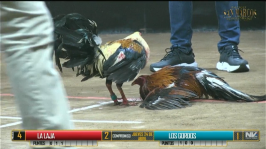 17 de agosto: Derby de 20 equipos, 5 gallos, $50,000, Parte1