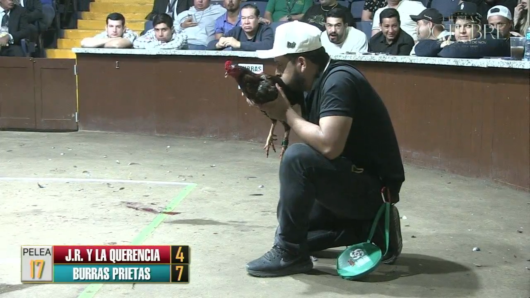 17 de agosto: Derby de 20 equipos, 5 gallos, $50,000, Parte1