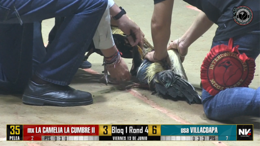 17 de agosto: Derby de 20 equipos, 5 gallos, $50,000, Parte1