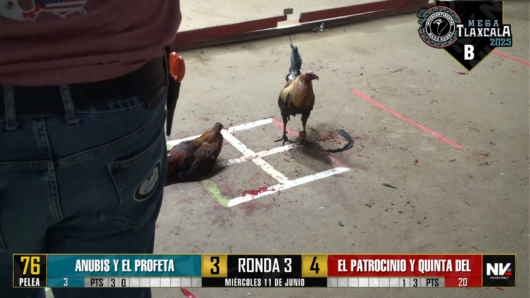 17 de agosto: Derby de 20 equipos, 5 gallos, $50,000, Parte1