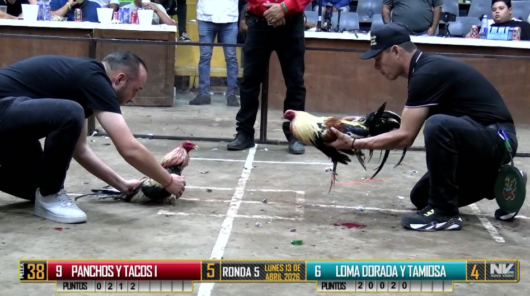 17 de agosto: Derby de 20 equipos, 5 gallos, $50,000, Parte1