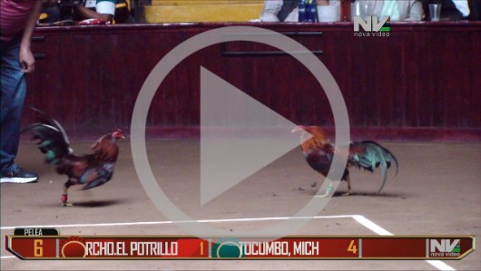 TOCUMBO vs EL POTRILLO 27ene22